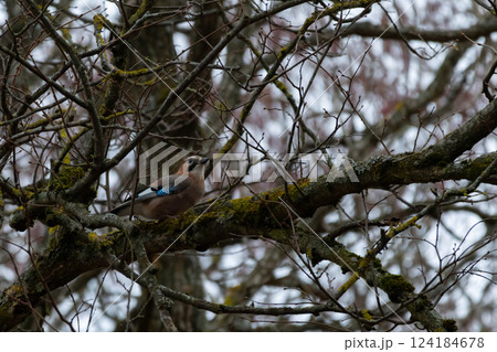 jay in natural habitat (Garrulus Glandarius) 124184678