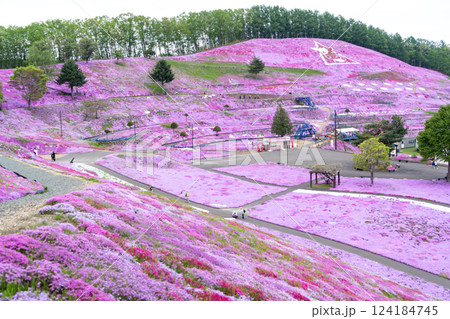 芝桜の丘で満開 芝桜の丘で満開 124184745