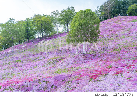 満開の芝桜の丘と白い雲 124184775