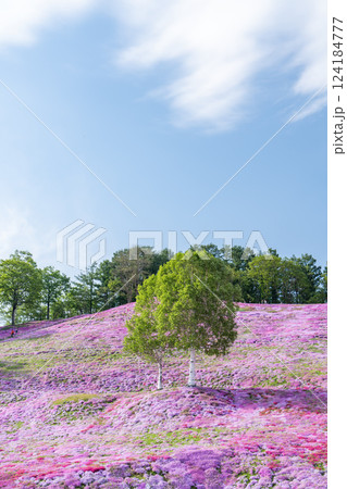 芝桜咲く丘に白樺の木 124184777