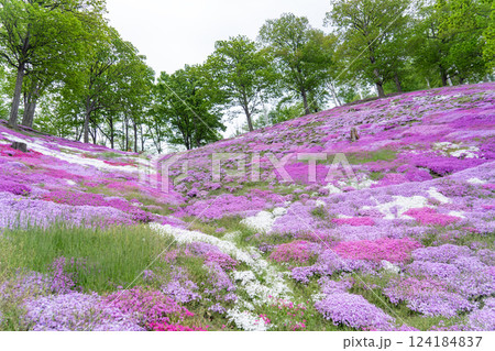 満開の芝桜が咲き誇る丘 124184837