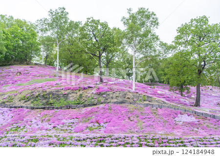 芝桜のある風景 芝桜のある風景 124184948
