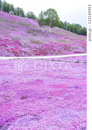 一面に咲く芝桜 124184953