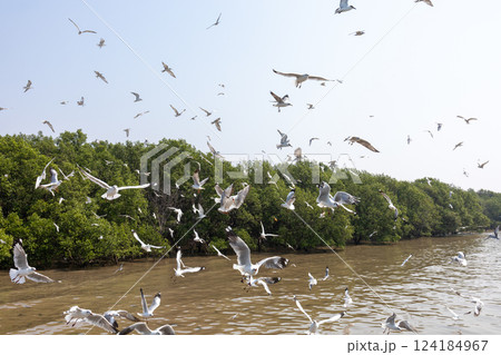 Many seagulls fly background with Mangrove trees Many seagulls fly background with Mangrove trees 124184967