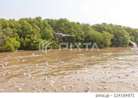 Many seagulls fly background with Mangrove trees Many seagulls fly background with Mangrove trees 124184971