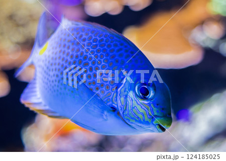 Goldlined spinefoot 124185025