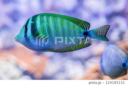 Indian sailfin tang Indian sailfin tang 124185131