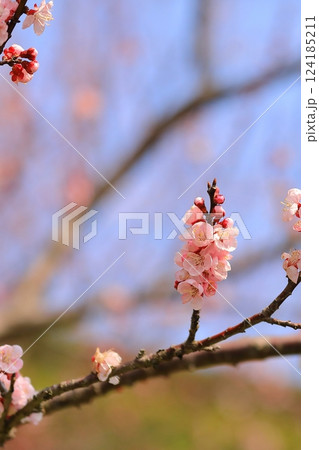 春の訪れを告げる杏子の花 春の訪れを告げる杏子の花 124185211