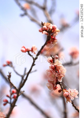 春の訪れを告げる杏子の花 124185240
