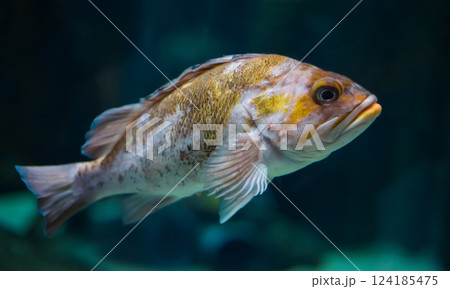 Canary rockfish Canary rockfish 124185475