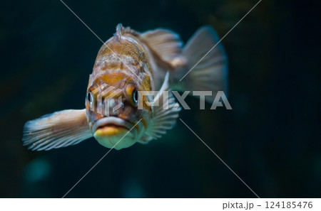 Canary rockfish 124185476