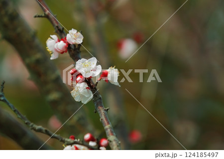 春の訪れを告げる杏子の花 124185497