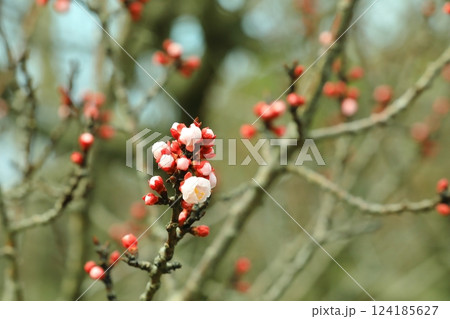 春の訪れを告げる杏子の花 春の訪れを告げる杏子の花 124185627