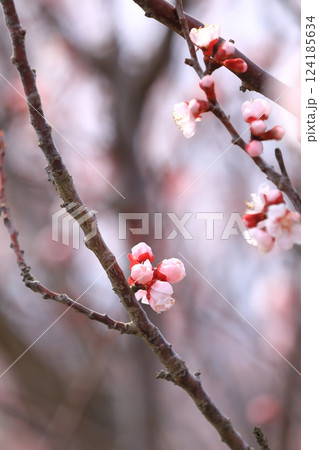 春の訪れを告げる杏子の花 春の訪れを告げる杏子の花 124185634