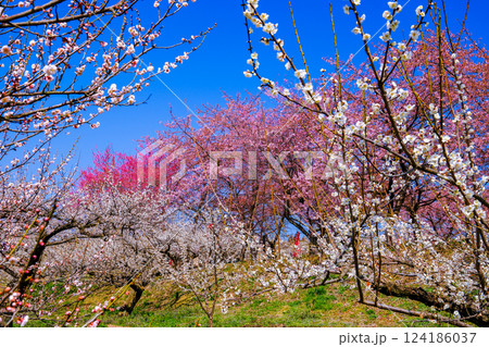 白梅と河津桜 124186037