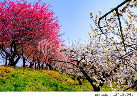 紅梅と白梅林 124186045