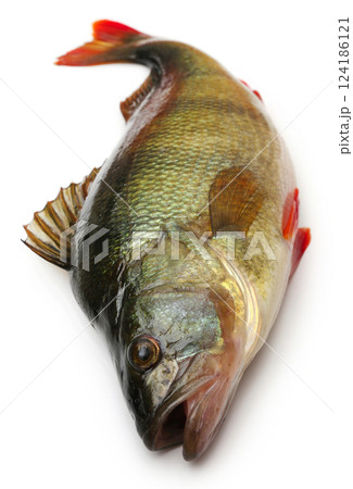 European Perch European Perch 124186121