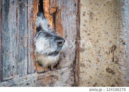 Muse of a dog comes out of a broken door 124186278