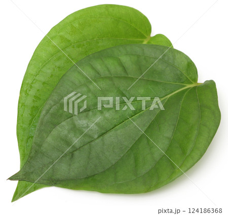 Betel leaves 124186368