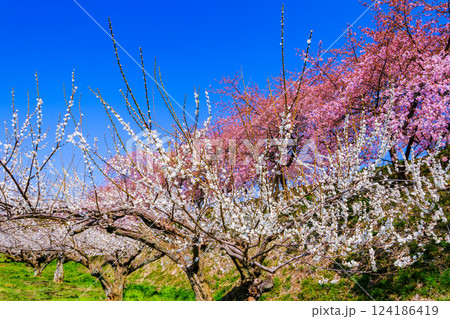 河津桜と白梅林 124186419