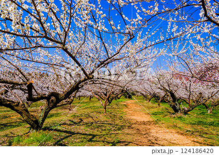 白梅林2 白梅林2 124186420