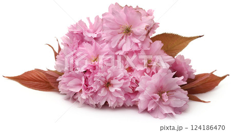 Prunus Kanzan of double flower cherry 124186470