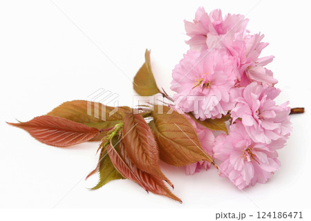 Prunus Kanzan of double flower cherry 124186471