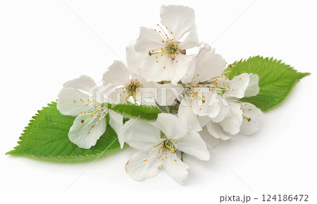 White cherry flower with green leaves 124186472