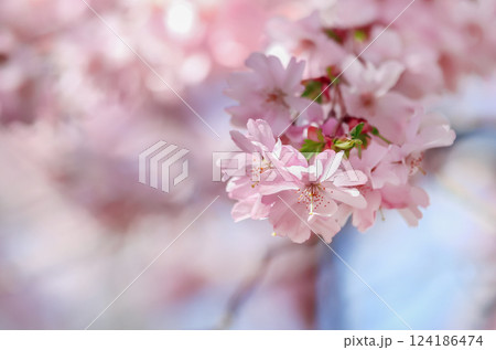 Cherry blossom in a park 124186474