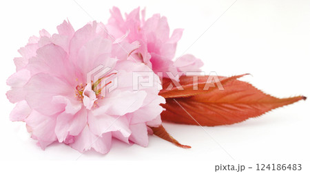 Prunus Kanzan of double flower cherry Prunus Kanzan of double flower cherry 124186483
