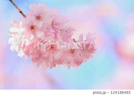 Cherry blossom in a park Cherry blossom in a park 124186485