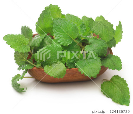 Lemon balm 124186729