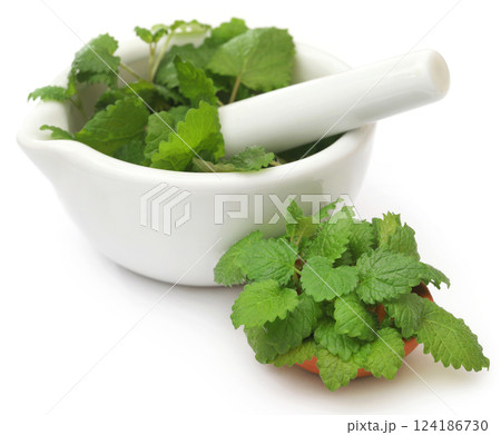 Lemon balm 124186730