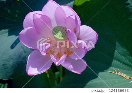 少し盛りを過ぎた蓮の大輪の花 少し盛りを過ぎた蓮の大輪の花 124186988
