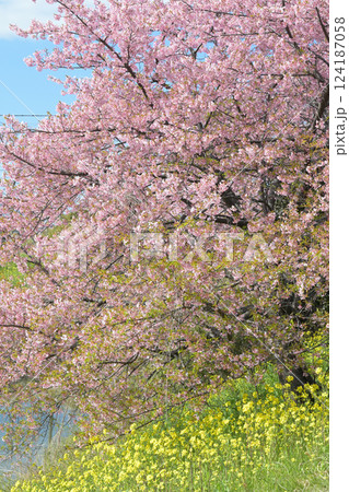 （埼玉県久喜市 青毛堀川）農業用水沿いの菜の花畑と桜並木 124187058