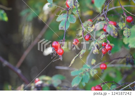 秋の野にヤマハマナスの赤い実 124187242