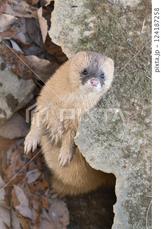 岩陰から覗く好奇心旺盛なイタチ④ 岩陰から覗く好奇心旺盛なイタチ④ 124187258