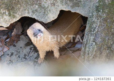 岩陰から覗く好奇心旺盛なイタチ① 岩陰から覗く好奇心旺盛なイタチ① 124187261