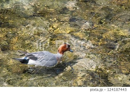 賀茂川の清流を泳ぐヒドリガモ（オス）　京都市賀茂川 124187443