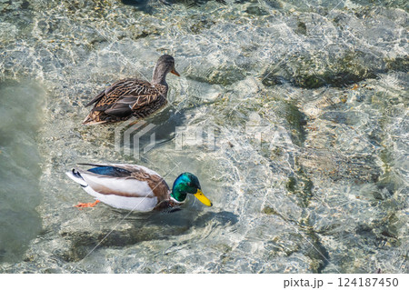 マガモ　京都市鴨川 124187450