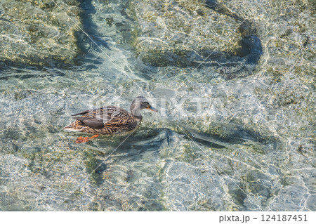 マガモ（メス）　京都市鴨川 124187451
