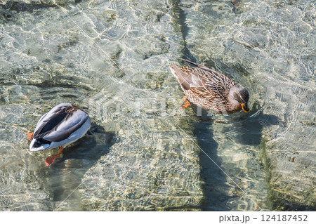 マガモ 京都市鴨川 マガモ 京都市鴨川 124187452