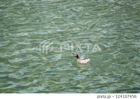 カイツブリ　京都市鴨川 124187456