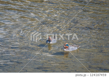 コガモ 京都市鴨川 コガモ 京都市鴨川 124187459
