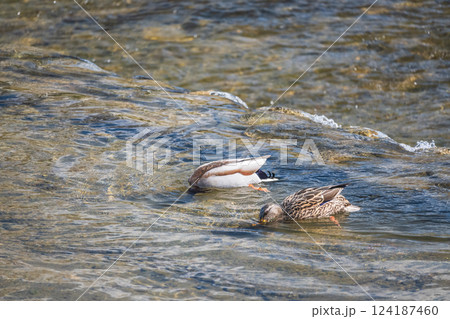 マガモ　京都市鴨川 124187460