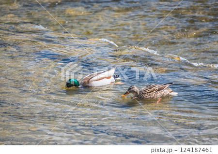 マガモ　京都市鴨川 124187461