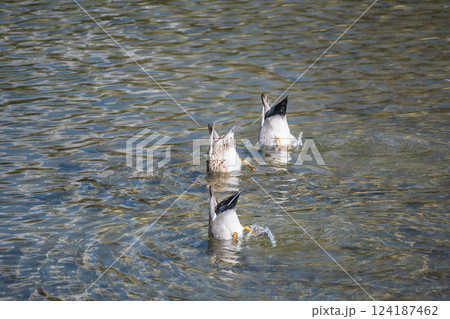 オカヨシガモ　京都市鴨川 124187462