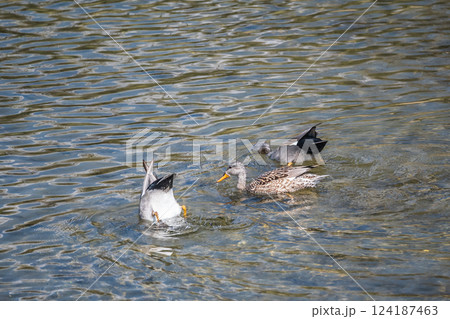 オカヨシガモ　京都市鴨川 124187463