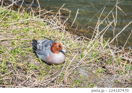 ヒドリガモ（オス）　京都市賀茂川 124187470