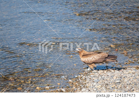 トビ　京都市鴨川 124187473